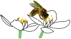 biodiv