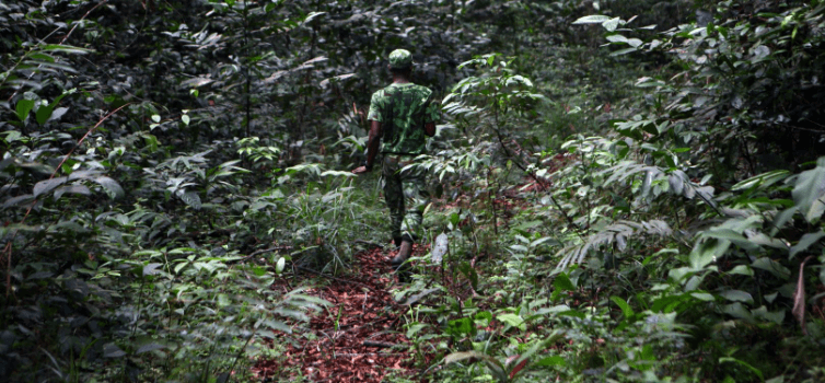 gabon-adn-braconnage copy