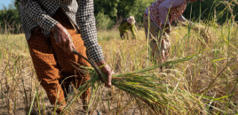 golden-rice-camodge copy