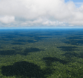 proteger-amazonie copy